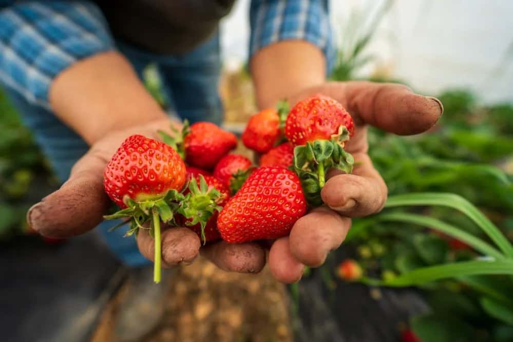 Yağışlarla birlikte dolan baraj çilekte üretimi arttırdı