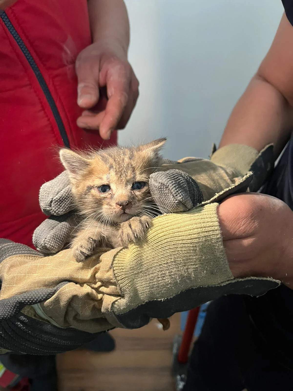 Salihli’de Yürekleri Isıtan Kurtarma... Yavru Kedi Hayata Tutundu