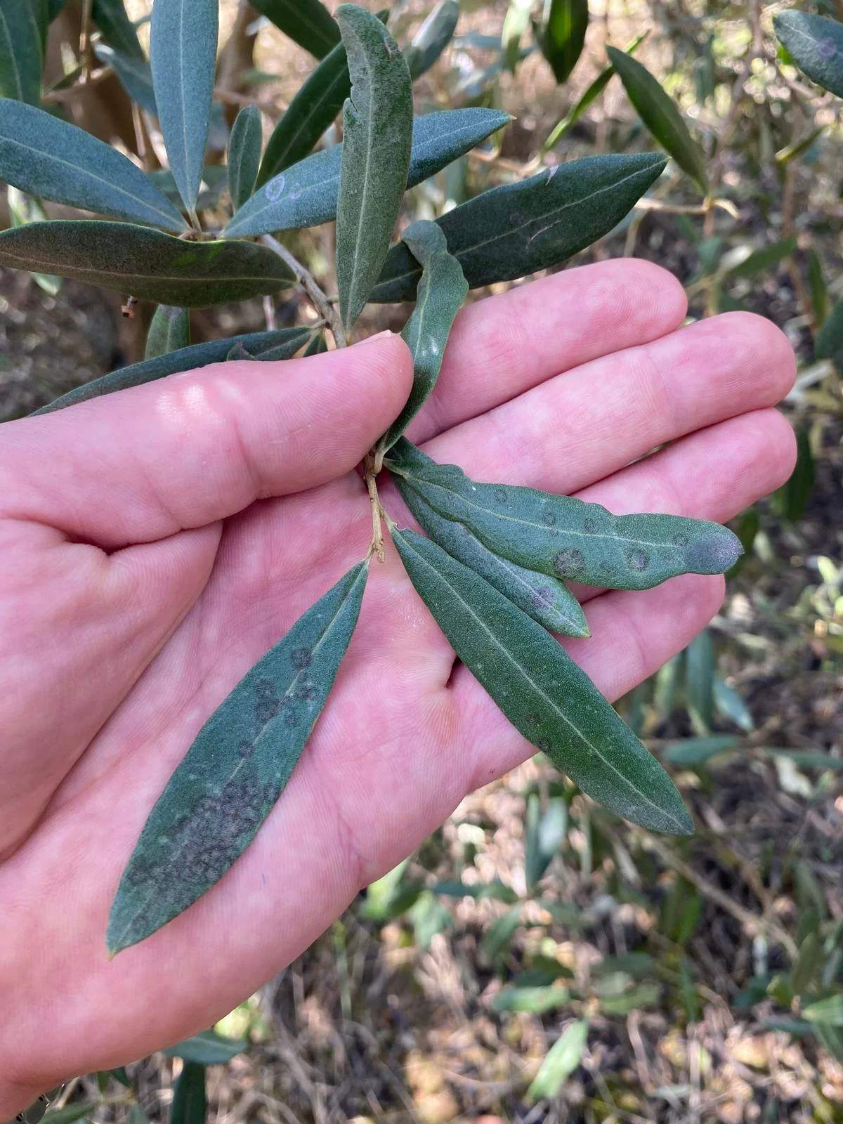 Salihli’de ‘Halkalı leke’ uyarısı
