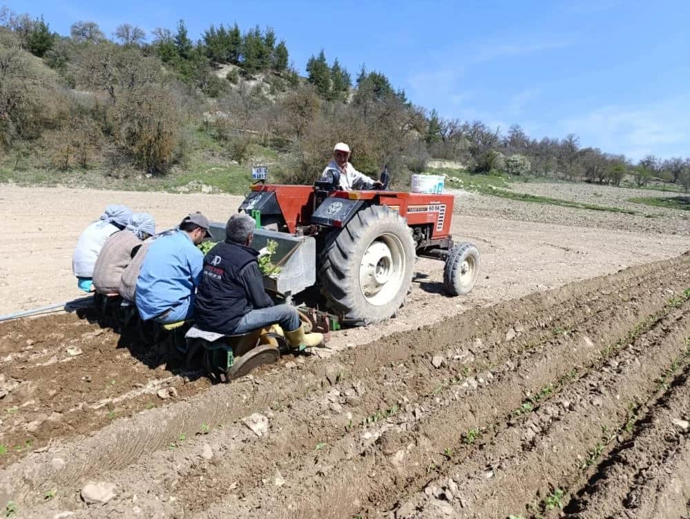 Tütün mesaisi başladı