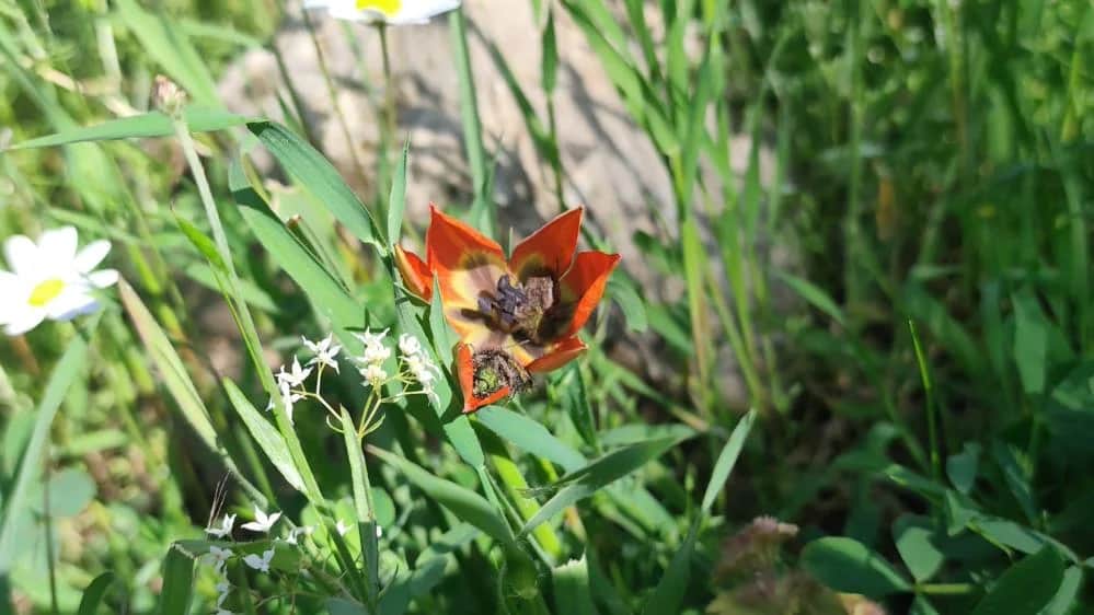 Bu Çiçeğe Dokunmanın Bedeli Neredeyse Bir Araba Parası