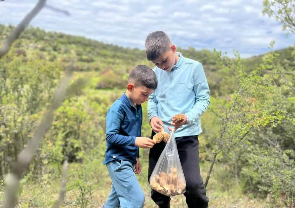 Dağlarda 2 bin liralık kuzu göbeği mesaisi