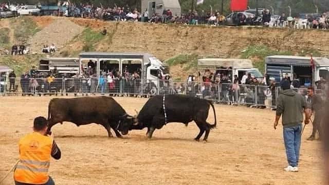 Ege İlkine Sahne Oluyor... Boğa Güreşi Festivali 3 Mayıs’ta