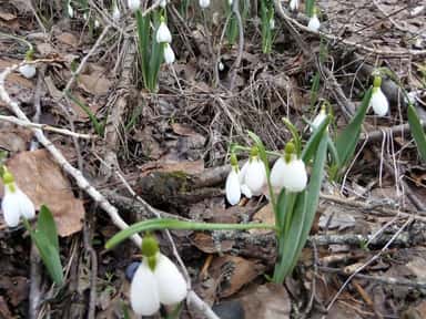 Baharı Karşılayan Kardelenler...Koparmanın Cezası Rekor Seviyede