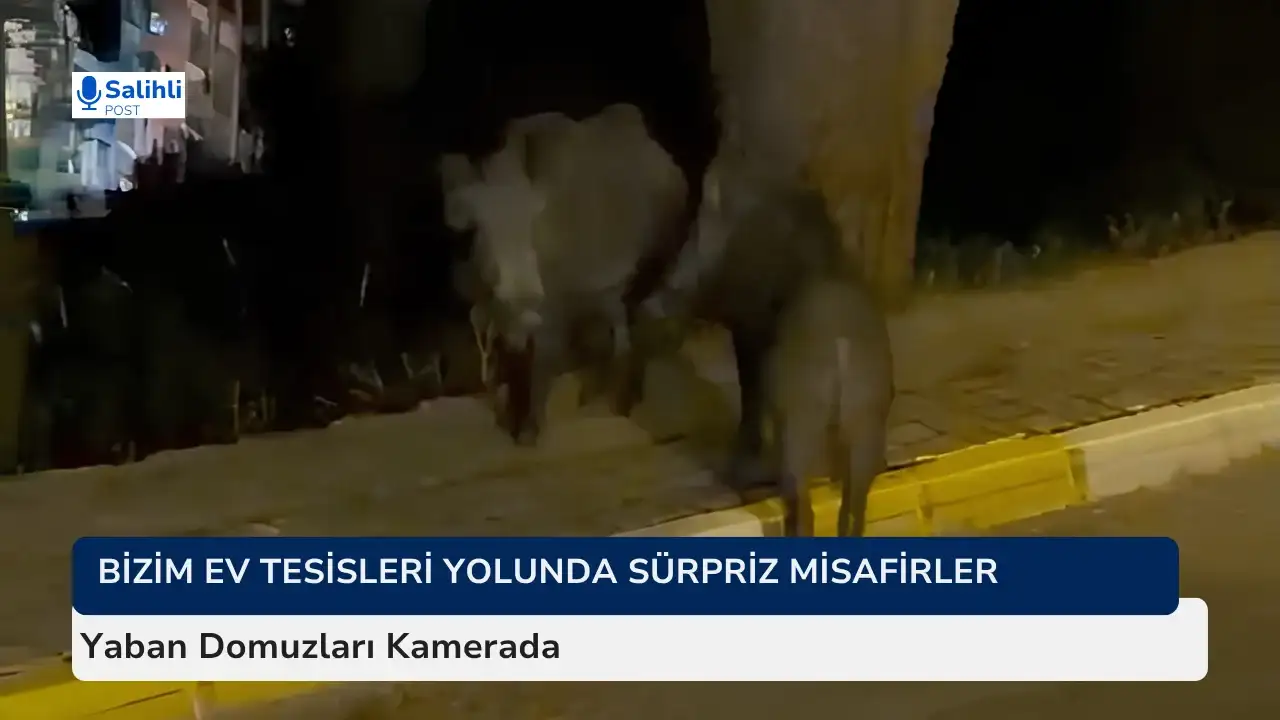 Doğal Yaşamdan Şehir Yaşamına...
