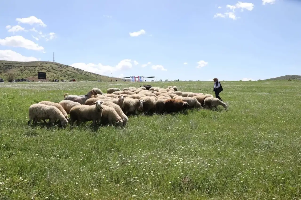 “Mera Günü” etkinliği gerçekleştirildi
Otlatma ve mera ıslahı yerinde incelendi