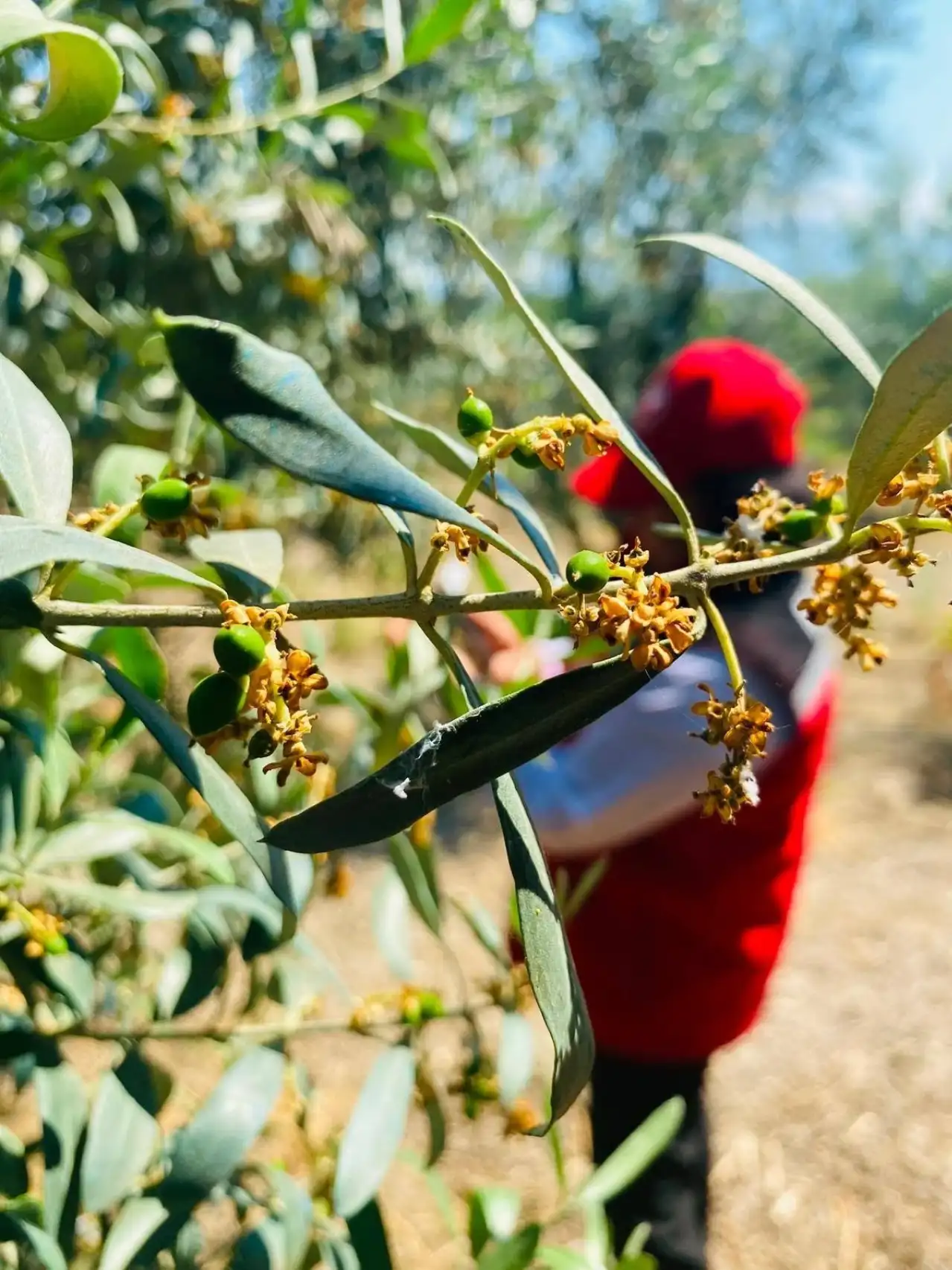 Salihli'de Zeytin Güvesi alarmı!