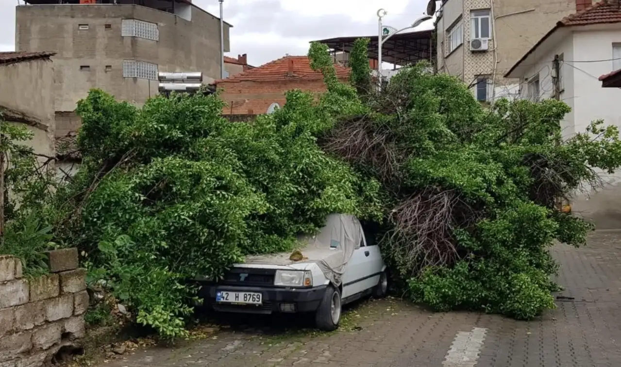 Saniyelerle Kurtuluş... Ağaç Aracın Üzerine Yıkıldı