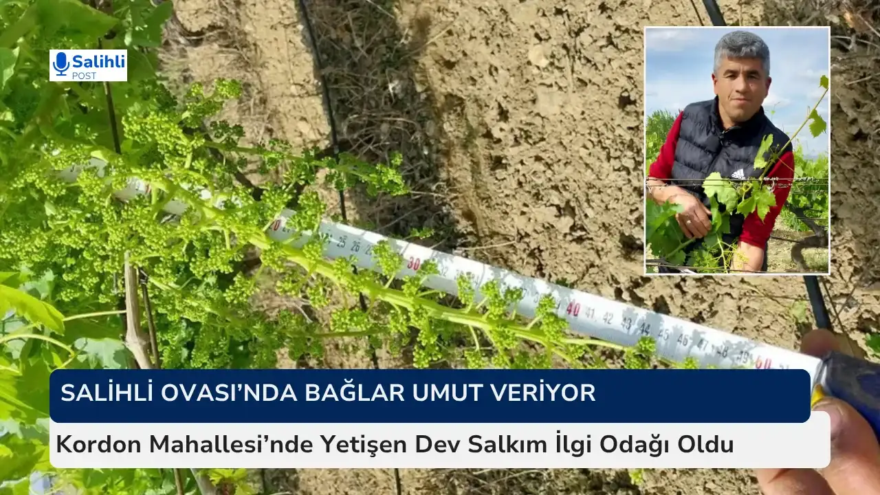 Kordon Mahallesi’nde Yetişen Dev Salkım İlgi Odağı Oldu