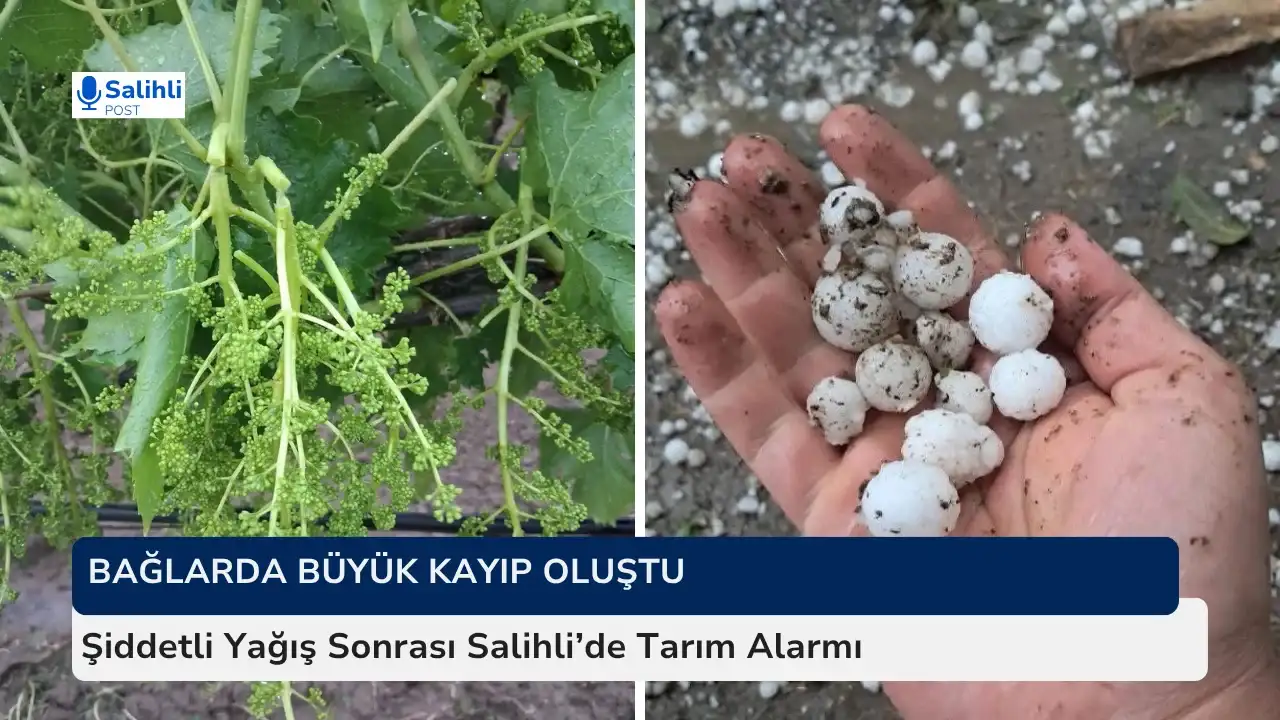 Şiddetli Dolu Yağışı Salihli’de Bağları Vurdu