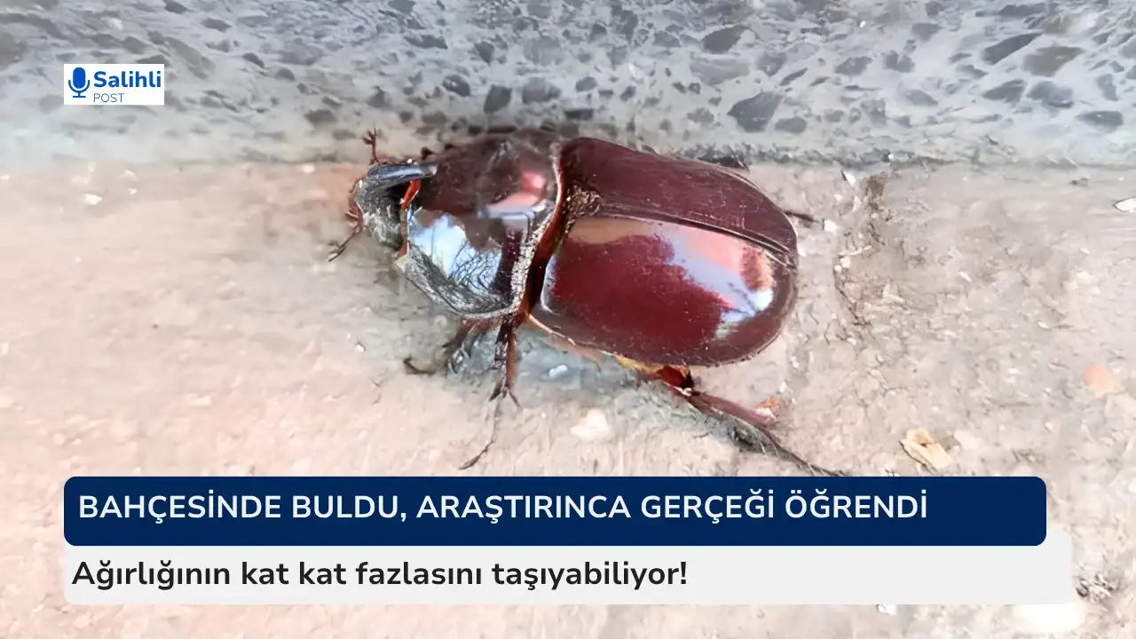 Ağırlığının kat kat fazlasını taşıyabiliyor! Salihli'de görüldü