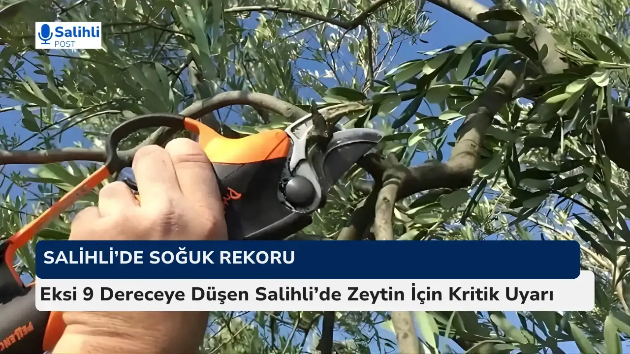 İl Tarım’dan Zeytin Üreticilerine Uyarı ! Ocak’ta Budama Yapmayın