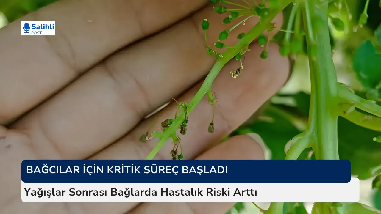 Salihli’de Bağ Üreticilerine Kritik Hastalık Uyarısı