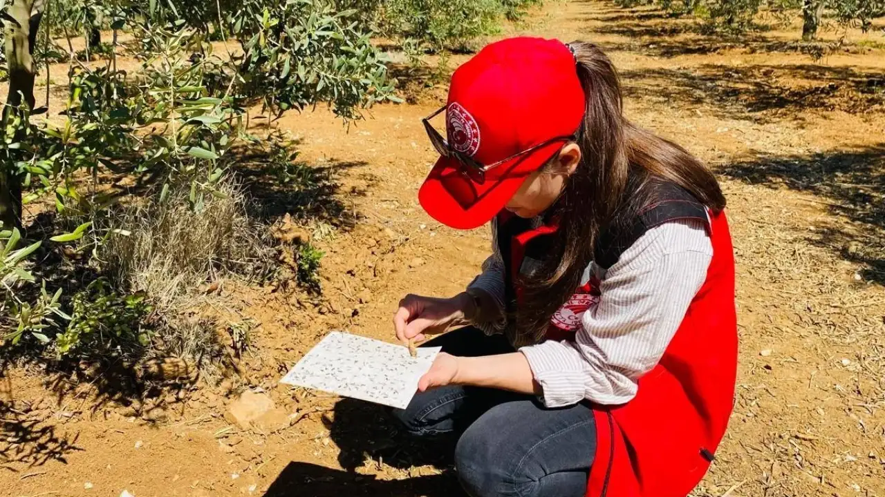 Salihli’de zeytin üreticilerine kritik uyarı: Halkalı leke hastalığına dikkat