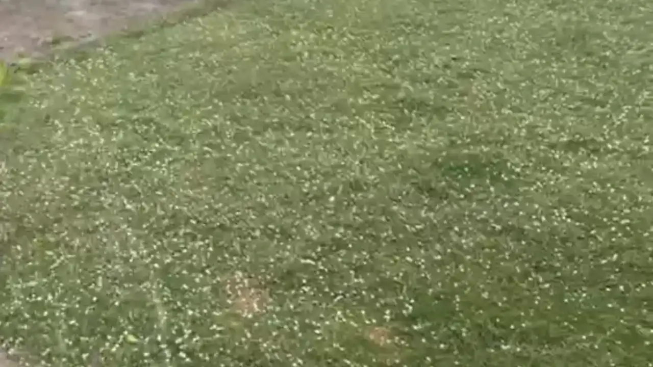 Salihli'de Dolu Şiddeti Böyle Görüntülendi